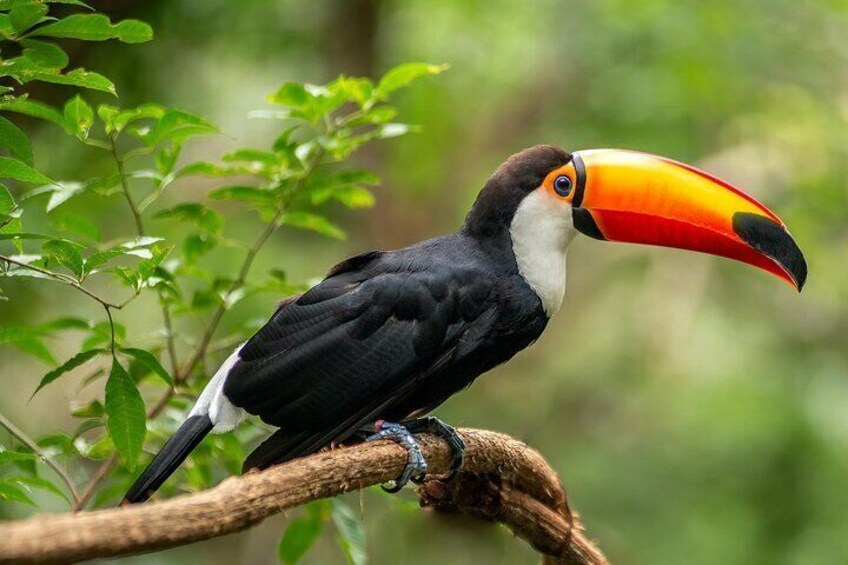 Rio de Janeiro Tijuca Forest