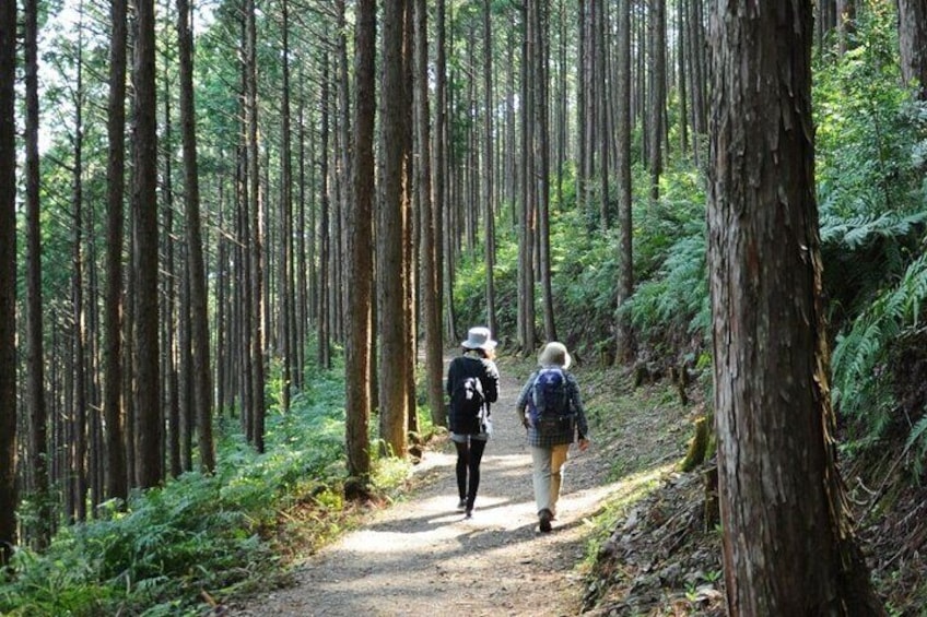 Kumano Kodo Pilgrimage All Must-Sees Private Chauffeur Tour with a Driver