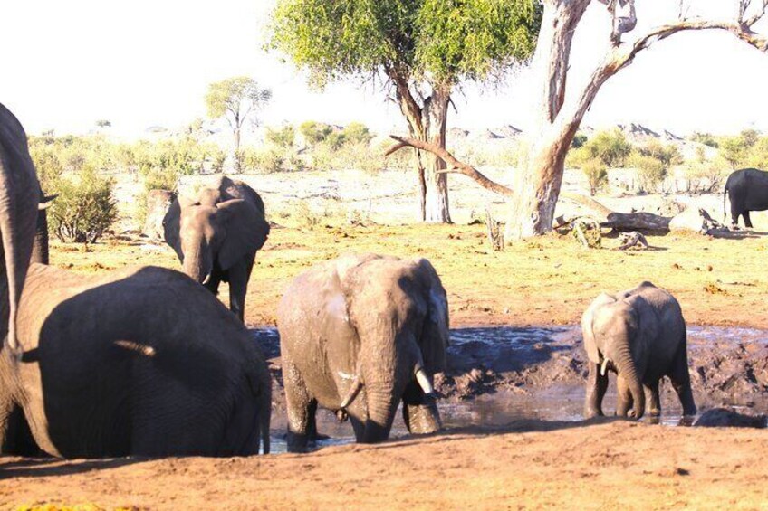 5 Day Exploration at Hwange NP, Chobe NP and Victoria Falls