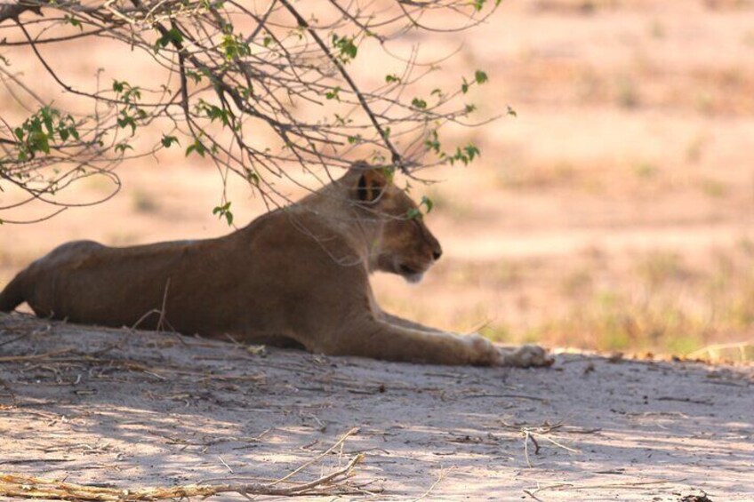 5 Day Exploration at Hwange NP, Chobe NP and Victoria Falls