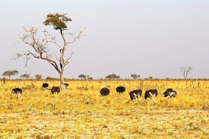 5 Day Exploration at Hwange NP, Chobe NP and Victoria Falls