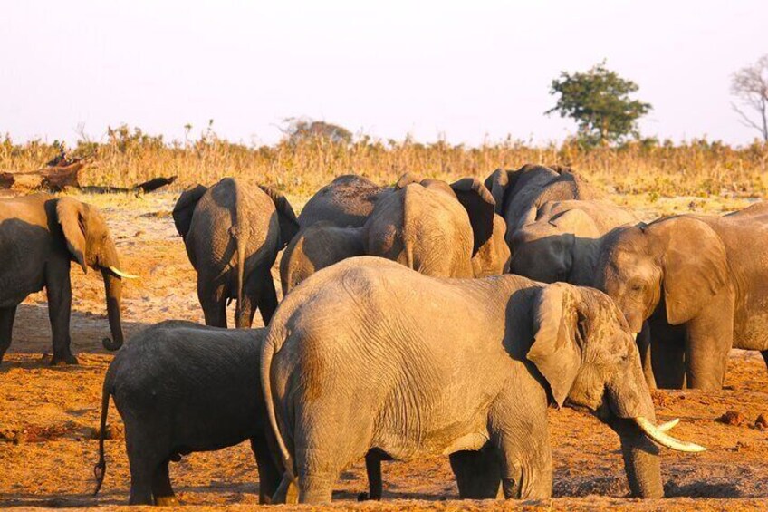 5 Day Exploration at Hwange NP, Chobe NP and Victoria Falls
