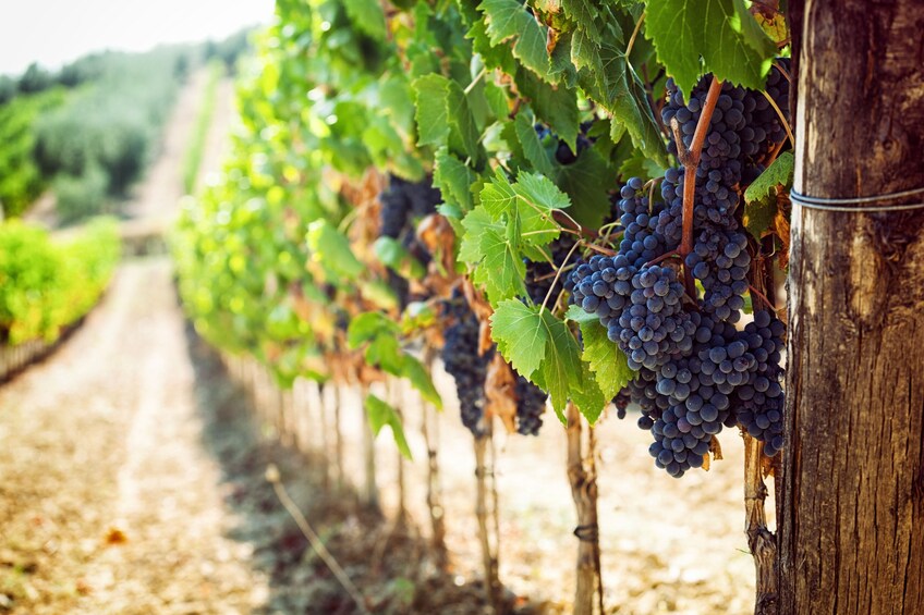 From Rome: Tuscany wines experience with lunch in Montepulciano