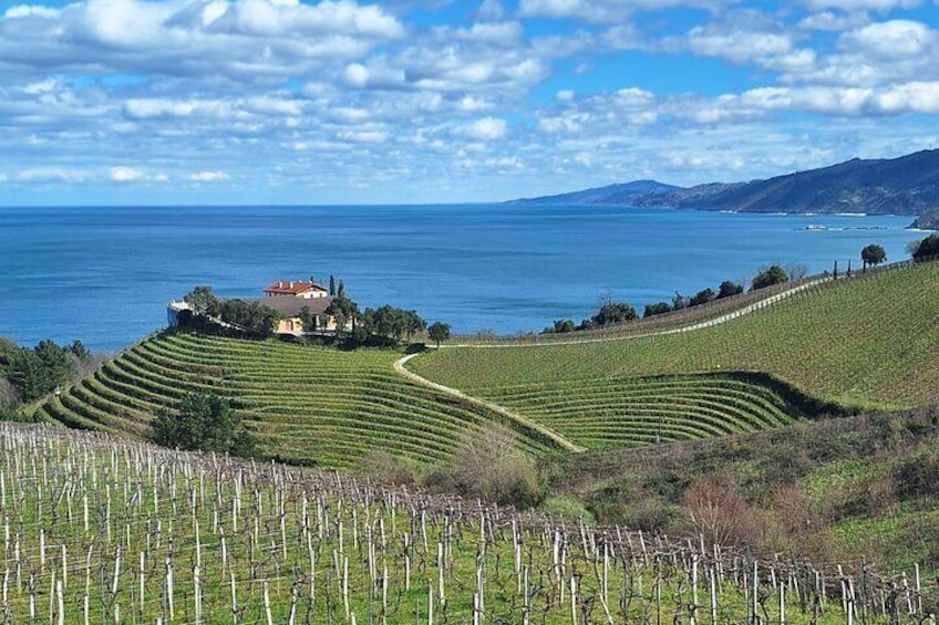 Txakoli vineyards in Getaria