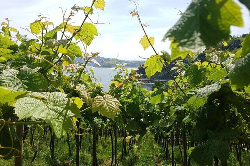 Txakoli vineyards and the sea