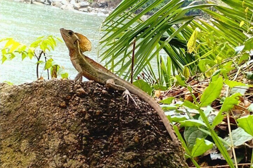 Selva y Playas Exóticas, Senderismo en Puerto Vallarta