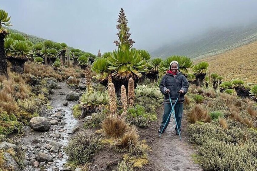 4-Day Mount Kenya Trekking with Pick Up