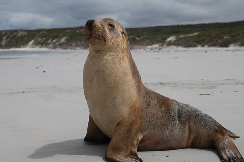 Australian Wildlife