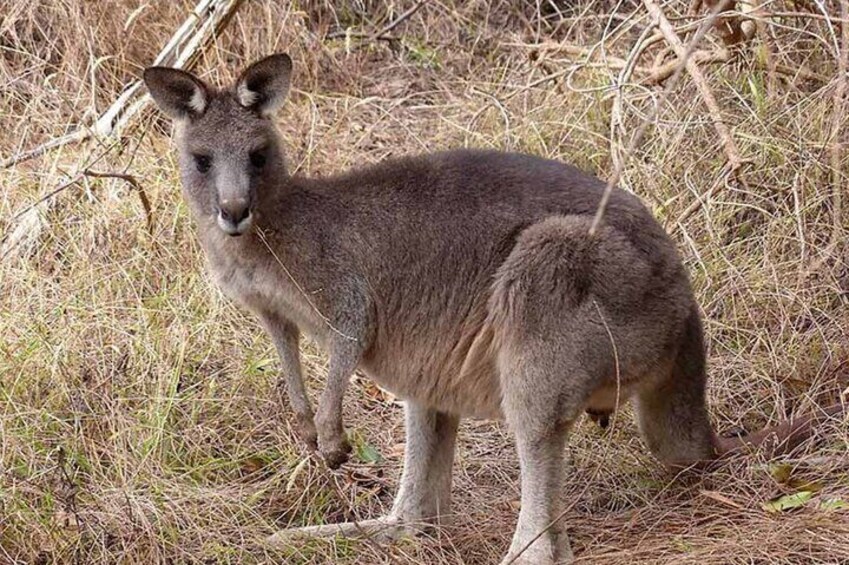 Australian Wildlife