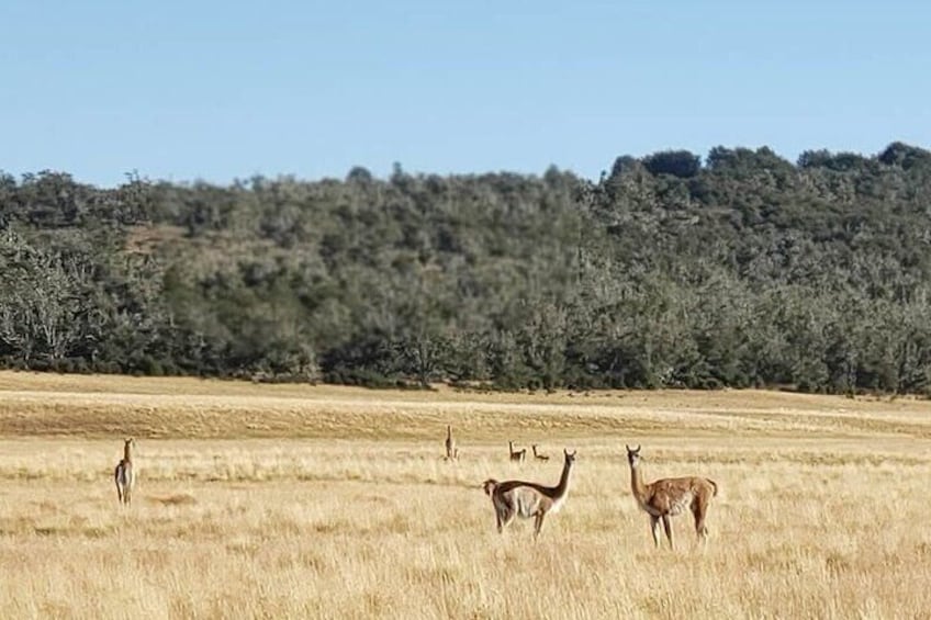 Through Route A it is very common to meet flocks of sheep, guanacos, foxes and condors.