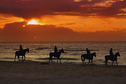 Sunset Horseback Ride by the Beach in Aguadilla, Puerto Rico