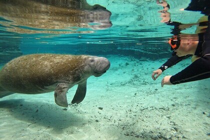 Guided Crystal River Manatee Snorkelling Tour