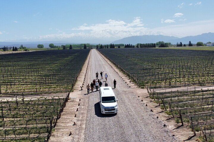 Bodegas &amp; Olivares 1/2 day without lunch