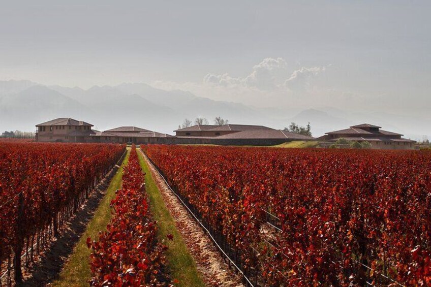 Wine Tour with Lunch and Transport in Mendoza