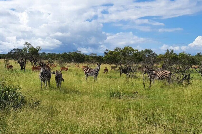 3 Days Kruger National Park & Panorama Route From Johannesburg