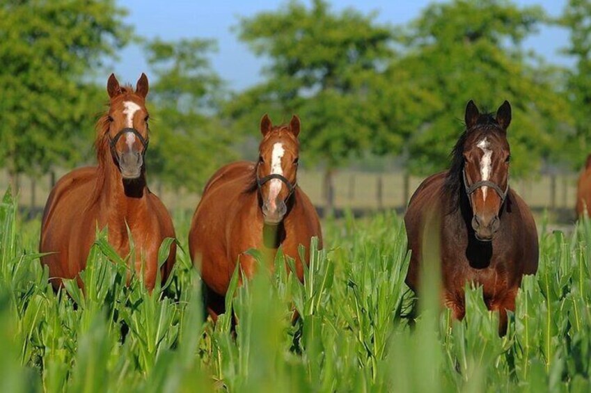 Unforgettable Horse Riding in Argentine Countryside