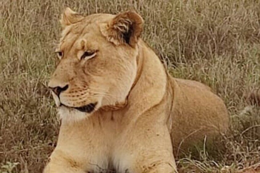 Addo Elephant National Park and Giraffe Walk Tracking Safari