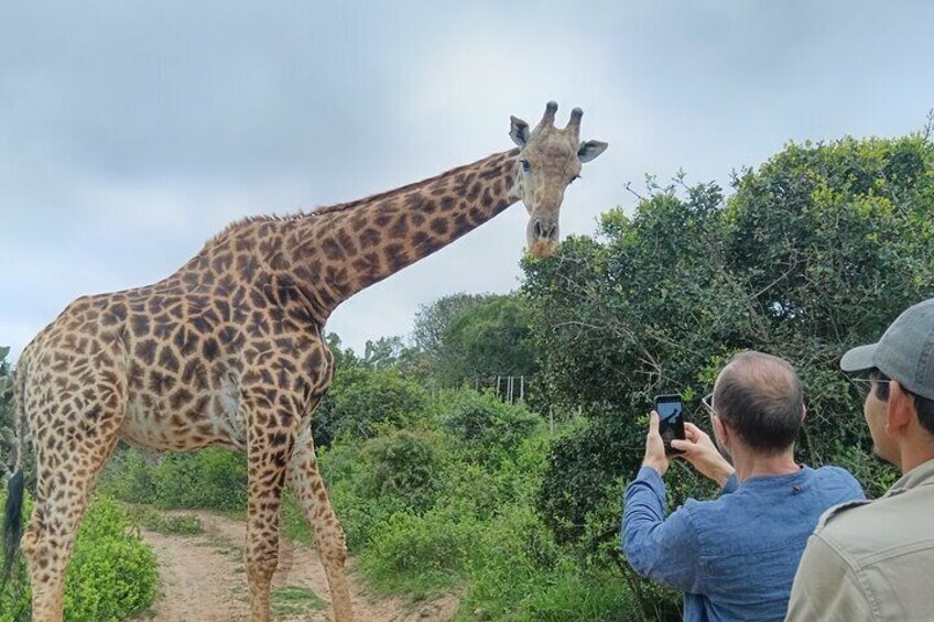 Addo Elephant National Park and Giraffe Walk Tracking Safari