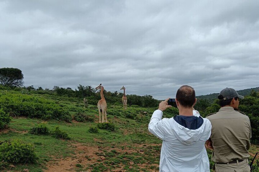 Addo Elephant National Park and Giraffe Walk Tracking Safari