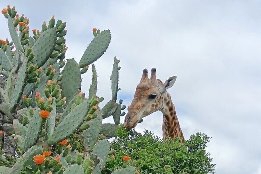 Addo Elephant National Park and Giraffe Walk Tracking Safari 