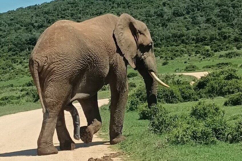 Addo Elephant National Park and Giraffe Walk Tracking Safari