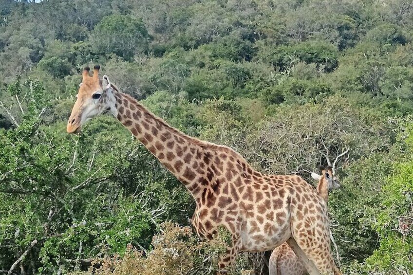 Addo Elephant National Park and Giraffe Walk Tracking Safari 