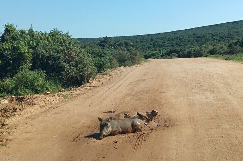 Addo Elephant National Park and Giraffe Walk Tracking Safari