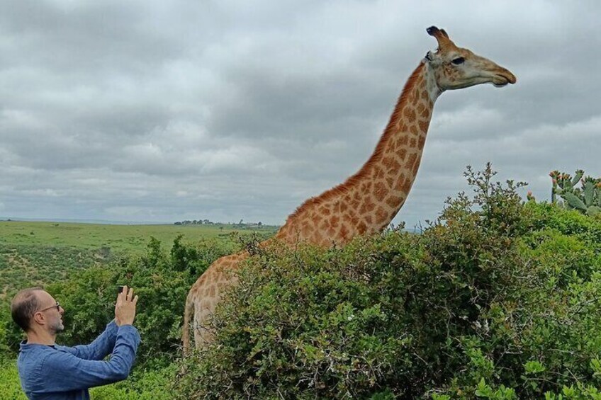 Addo Elephant National Park and Giraffe Walk Tracking Safari