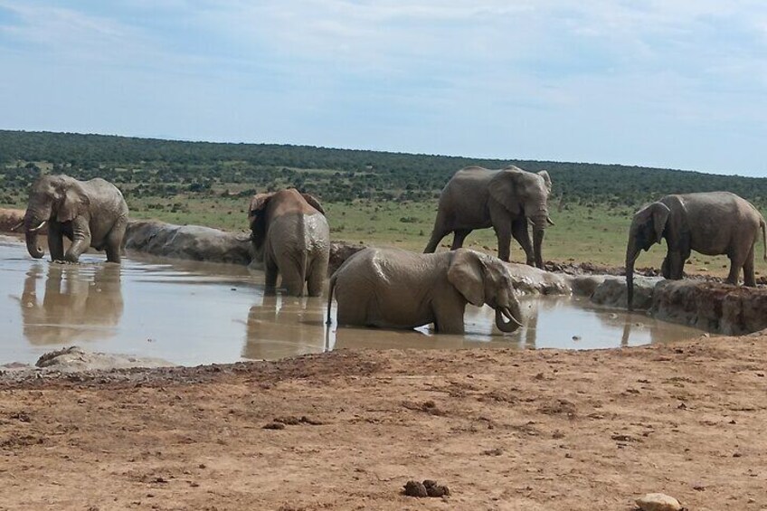 Addo Elephant National Park and Giraffe Walk Tracking Safari