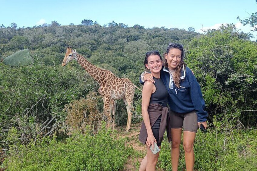 Addo Elephant National Park and Giraffe Walk Tracking Safari