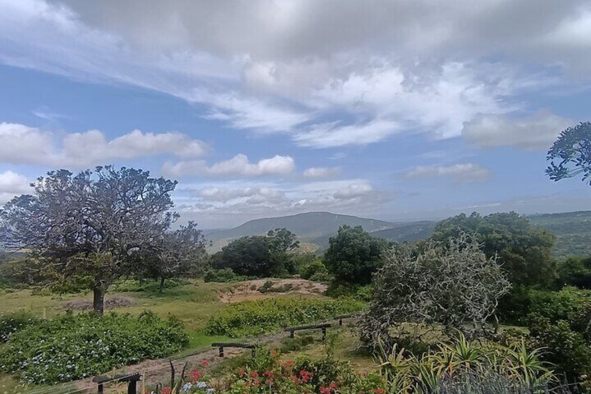 Addo Elephant National Park and Giraffe Walk Tracking Safari