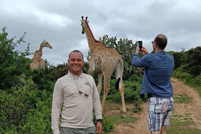 Addo Elephant National Park and Giraffe Walk Tracking Safari 