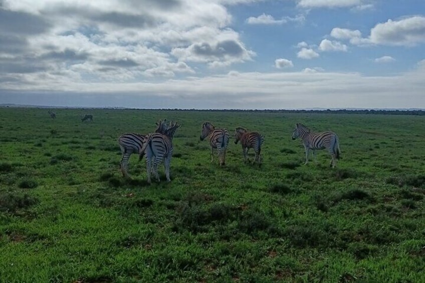 Addo Elephant National Park and Giraffe Walk Tracking Safari 