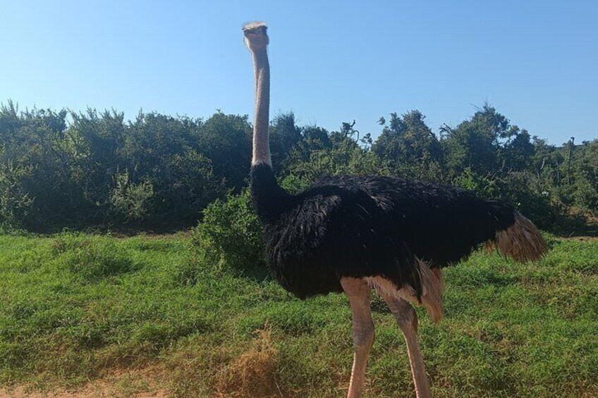 Addo Elephant National Park and Giraffe Walk Tracking Safari 