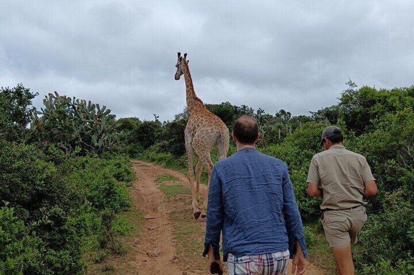 Addo Elephant National Park and Giraffe Walk Tracking Safari