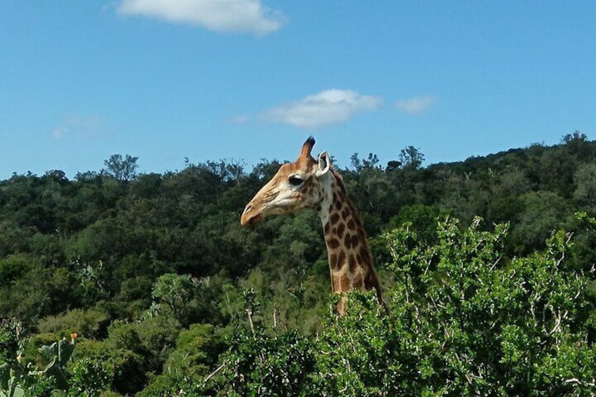 Addo Elephant National Park and Giraffe Walk Tracking Safari 