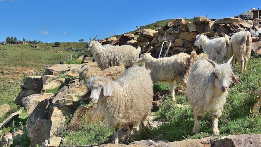 Experience Full Day Guided Tour in Lesotho