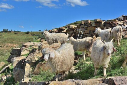 Extended Lesotho Day Tour - 9.5 Hours