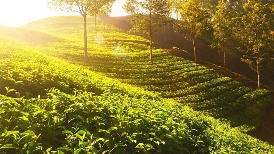 Mesmerizing Munnar: A Journey Through Paradise