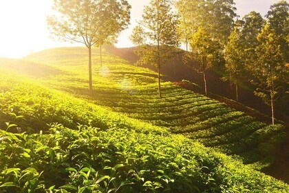 Mesmerising Munnar: A Journey Through Paradise