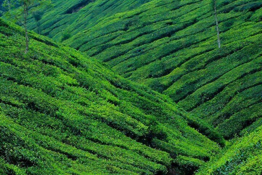 Mesmerizing Munnar: A Journey Through Paradise