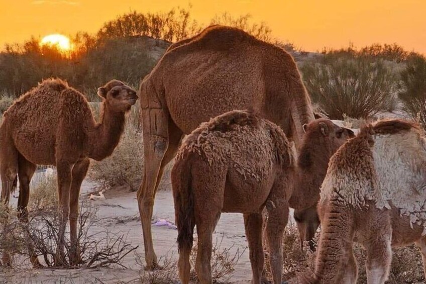 Explore the desert of Ksar Ghilane and Tataouine in a day