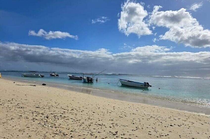 Swim with Dolphin Speed Boat Tour in Black River with Lunch 