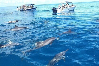 Swim with Dolphin Speed Boat Tour in Black River with Lunch