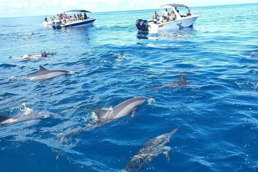 Swim with Dolphin Speed Boat Tour in Black River with Lunch 