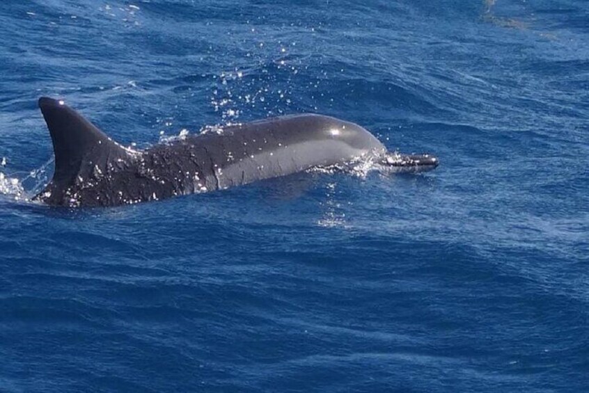 Swim with Dolphin Speed Boat Tour in Black River with Lunch 