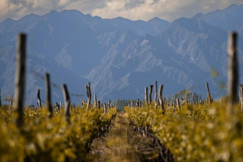 Tour of 3 Wineries in Lujan de Cuyo with Lunch included