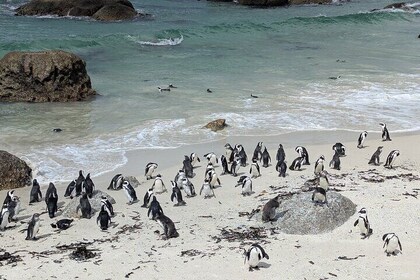 Cape of Good Hope & Penguins: Private Full day Tour