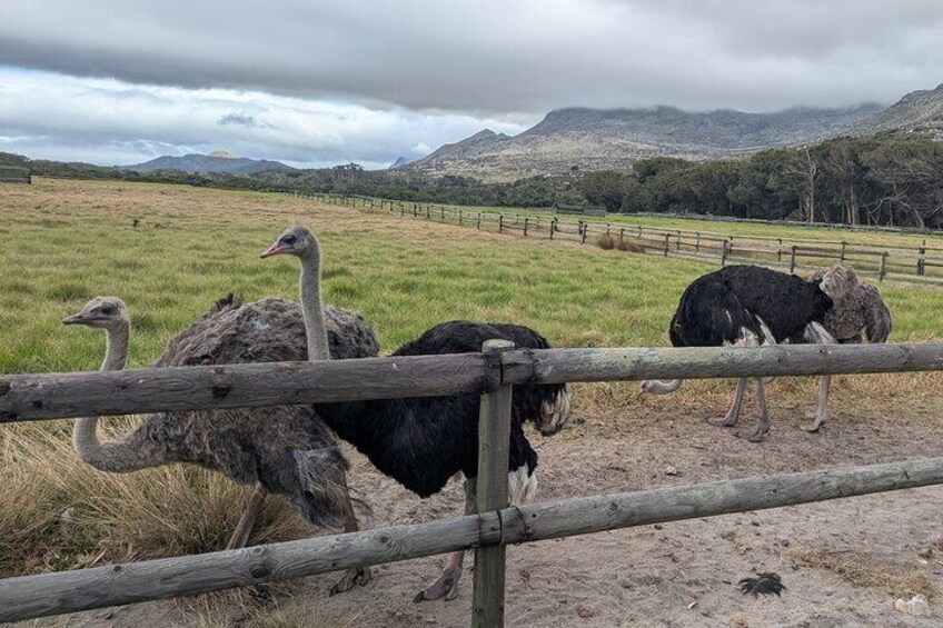 Cape of Good Hope & Penguins Full day Tour