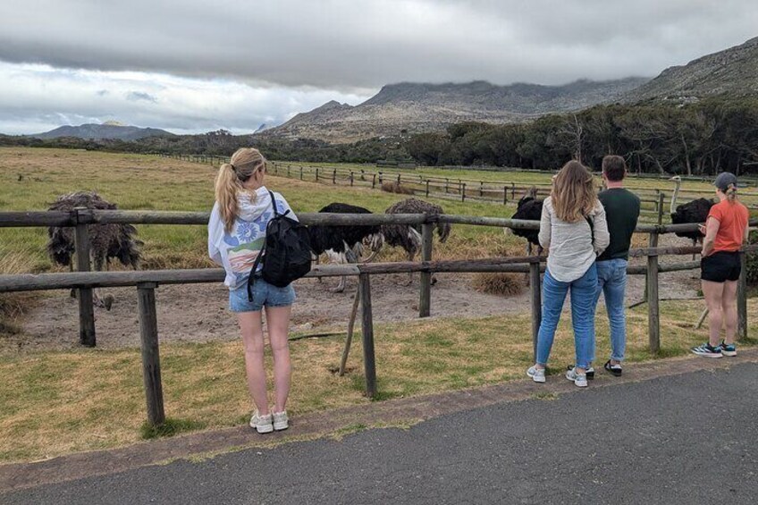Cape of Good Hope & Penguins Full day Tour